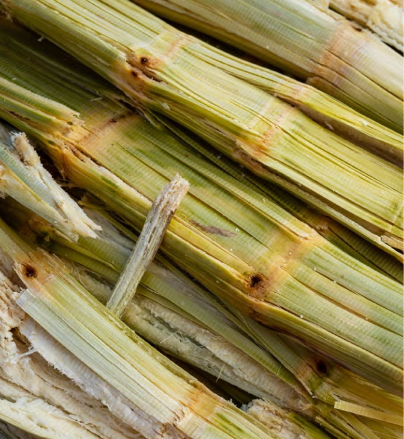 Sugarcane Bagasse